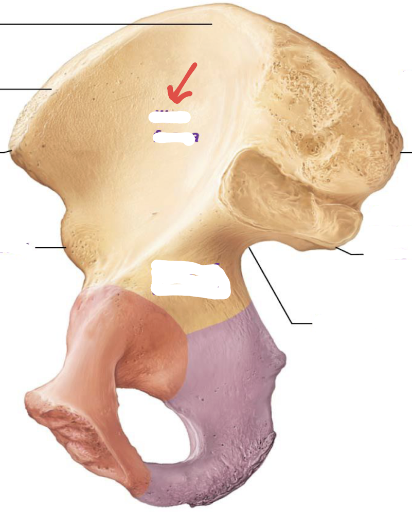 <p>what is this part of the hip?</p>