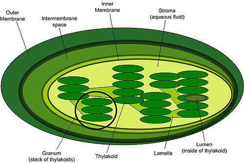 <p>specialized organelle in algae and plants that contains chlorophyll and is site of photosynthesis. capture light energy and use it to produce ATP + NADPH</p><ul><li><p>has <strong>3 layers</strong> of membrane (outer, inner, and thylakoid membrane)</p></li><li><p><strong><u>contains</u></strong>: stroma, thylakoids, grana (stack of thylakoids), ribosomes, chlorophyll</p></li></ul><p></p>