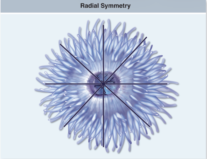 <p>Symmetry: <strong>Radial Symmetry</strong></p>