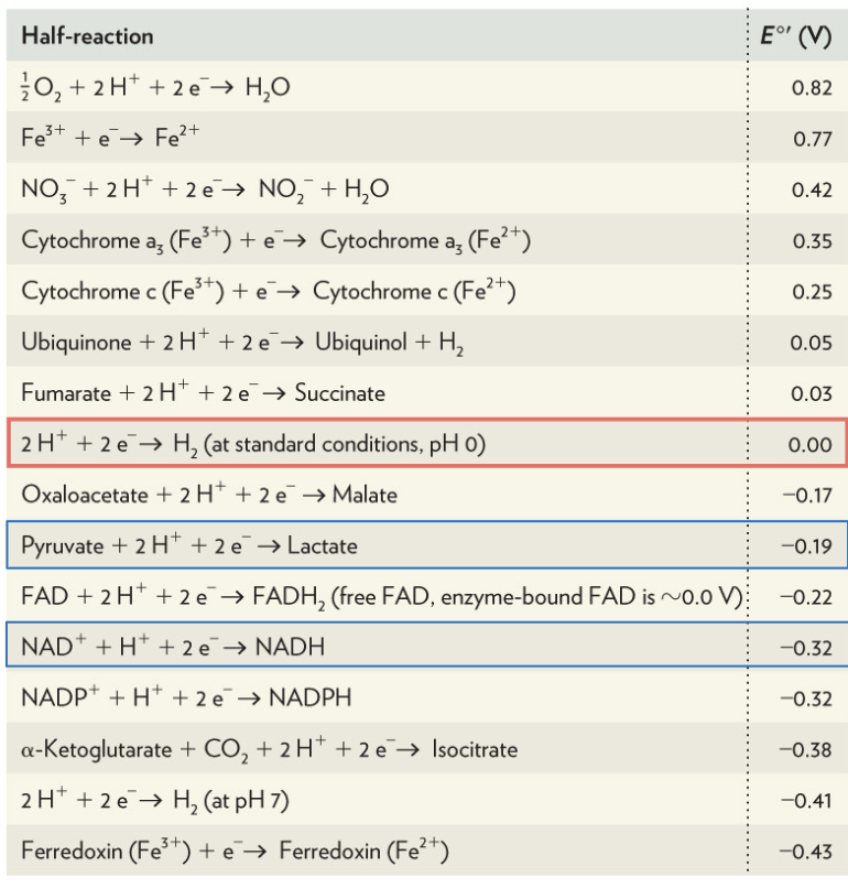 <p>What is the ΔG°' for this example of pyruvate to lactate</p>