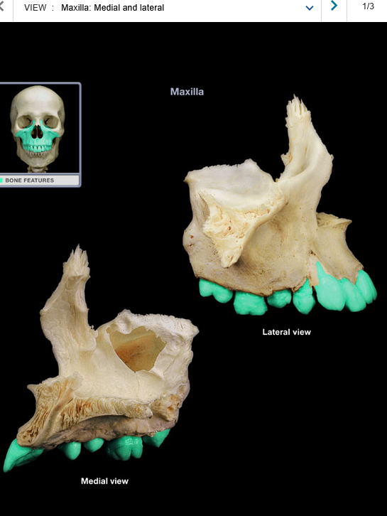 <p>Maxillary teeth</p>