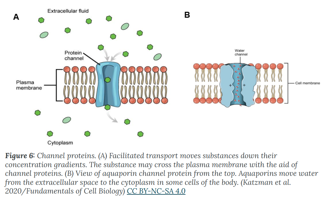 <p>Facilitated Transport - channel protein</p>