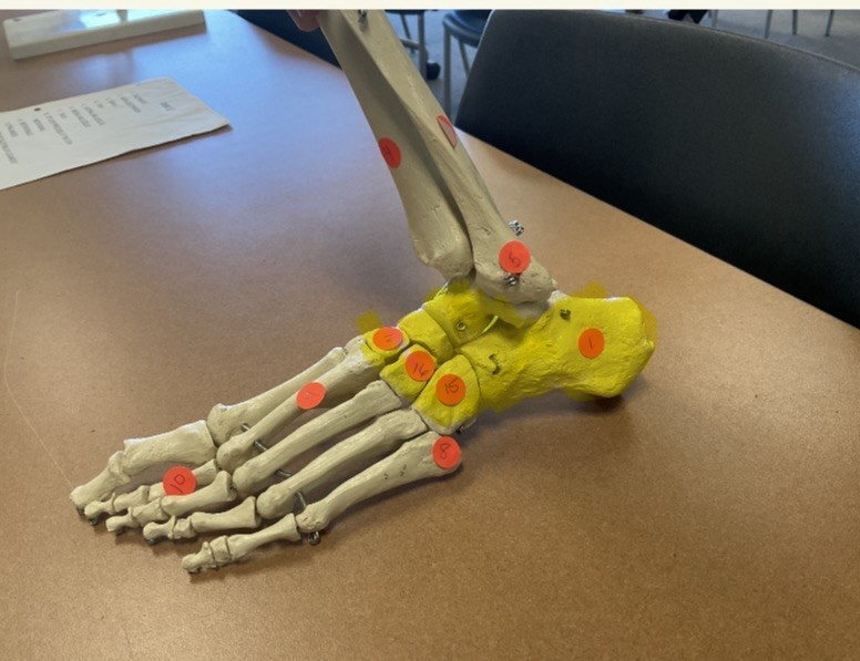 <p>what bones are in the shaded area called </p>