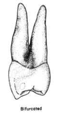 <p>- convex</p><p>- taper to sharp apices</p><p>- buccal root branch is normally larger</p>