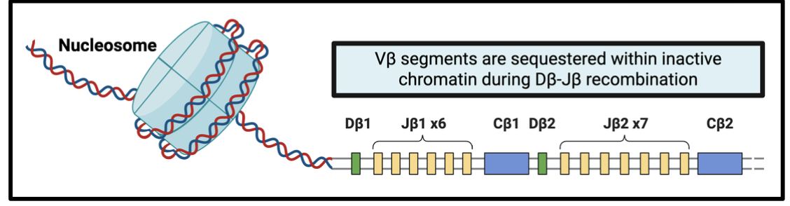 <p>Vbeta segments are sequestered within inactive chromatin during Dbeta-jbeta recombination</p>