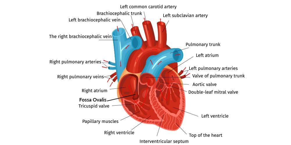 <p>an oval-shaped depression formed after the baby is born and takes its first breath, lung pressure drops and pressure change slams a tiny tissue flap shut, sealing the opening permanently to seperate the L and R atrium</p>
