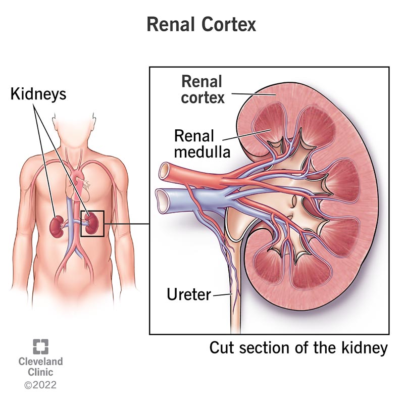 <p>renal medulla and renal cortex</p>