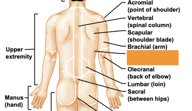 <p>back</p>