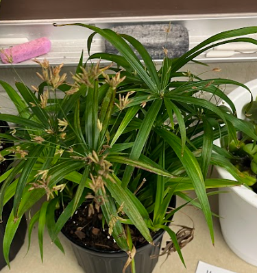 <ul><li><p>live in creeks and ponds</p><ul><li><p>very aquatic plant</p></li></ul></li><li><p>coarse textured plant</p></li></ul><p></p>