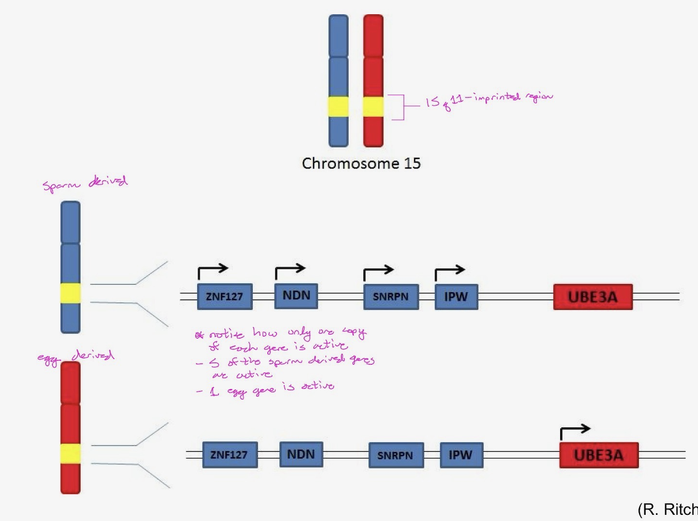 <p>instead of both copies of genes being expressed —> only one is</p><ul><li><p>although you inherit duplicate copies of your genes, the egg-derived copy of some genes (or the sperm-derived copy of other genes) may be required/utilized in unique manners during specific stages of development. Imprinting refers to modification of a gene (e.g. methylation pattern) as it is transmitted through the sperm or the egg.</p></li><li><p>Normally, for imprinted genes, only one copy of the gene is active. Improper imprinting can result in two active copies or two inactive copies, which can lead to abnormal developmental processes.</p></li><li><p>The regions of the genome in which imprinting happen are known as differentially methylated regions (DMRs). Imprinting control regions (ICRs) are present within DMRs and function to control gene expression across imprinted domains.</p></li></ul><p></p>