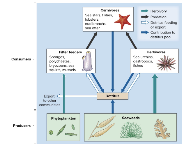 <p><strong>Subtidal Hard bottom environments (seaweeds and kelp forests)</strong></p>