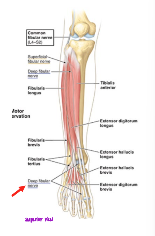 <ul><li><p><strong>deep fibular nerve</strong></p></li><li><p>passes from ant. compt of leg to dorsum of foot</p></li><li><p>innervates <strong>2 extensor muscles of toes in dorsal compt</strong></p></li></ul><p></p>
