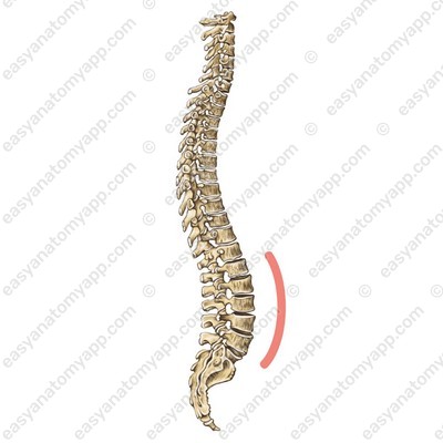 <p>curvature of the sacrum and also the coccyx</p>