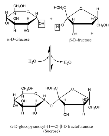 <p>Glucose and fructose join to form sucrose, a disaccharide. During this reaction, a hydroxyl group (-OH) is removed from one monosaccharide and a hydrogen atom (H) is removed from the other. These removed groups combine to form water, allowing the two sugars to bond</p>