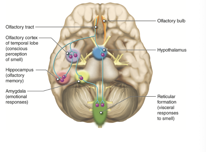 <ol><li><p>mitral cells are locared in the olfactory bulb in the brain whose axons transfer info to the areas in the brain including the piriform/primary olfactory cortex, the orbitofrontal cortex, and the amygdala</p></li><li><p>the olfactory system is the only human sense that bypasses the thalamus and connects directly to the forebrain</p></li><li><p>the amygdala is associated with emotions and plays a role in the emotional reactions that odors can elicit</p></li></ol><p></p>
