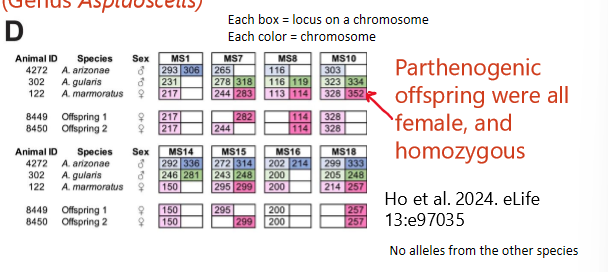 <p>parthenogenic offspring were all female and homozygous </p><ul><li><p>no alleles from the other species </p></li><li><p>each box = locus on a chromosome </p></li><li><p>each color = chromosome </p></li></ul><p></p>