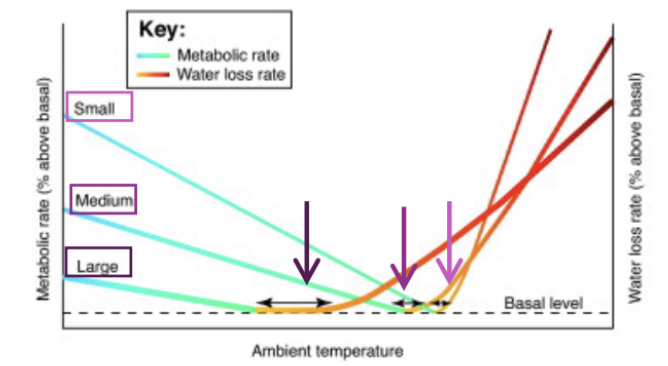 <p>Thermal tolerance, body size, and water balance are linked</p>