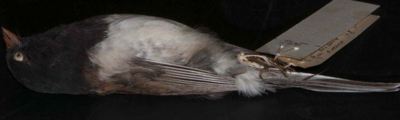 <p>Dark-eyed Junco</p>