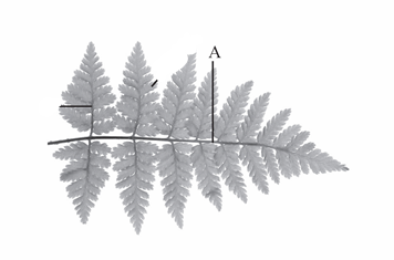<p>The main axis or central stalk of a compound leaf or a fern frond.</p>