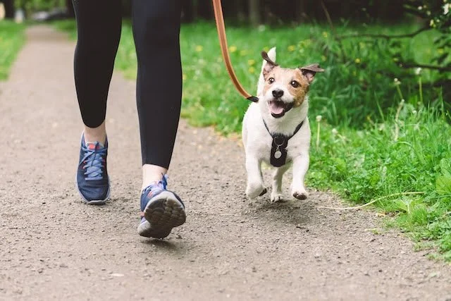 <p>walk the dog</p>
