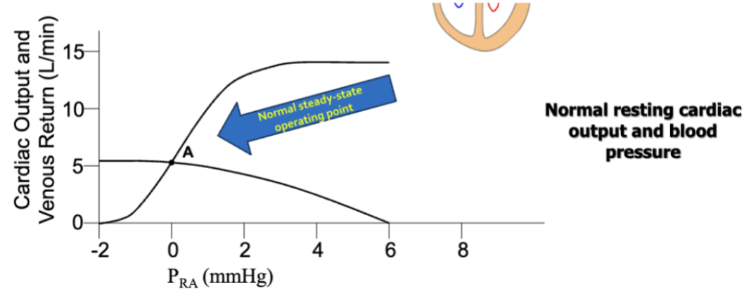 <p><span style="background-color: transparent;"><strong>Compensatory Mechanisms In HF</strong></span></p>