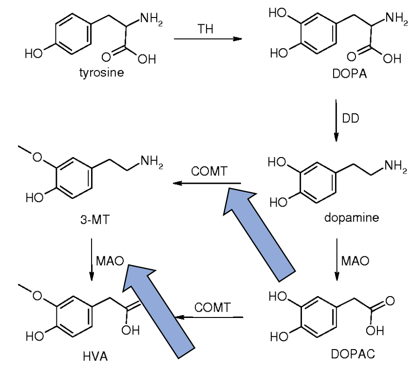 <ul><li><p>Limit metabolism of DA with <strong>monoamine oxidase B</strong> inhibitors + <strong>catechol-O-methyl transferase</strong> inhibitors</p></li></ul><p></p>