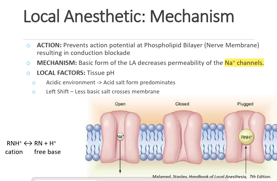 <p>decrease permeability of the na channels </p>