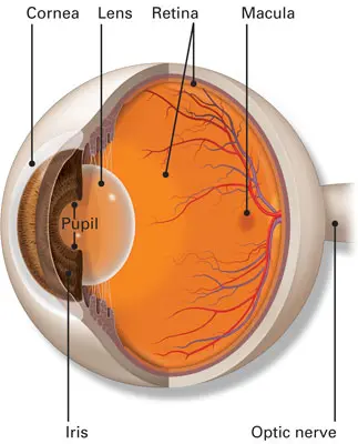<p>Receives and processes visual information</p><p>highly vascular</p>