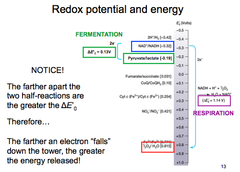 <p>best electron donnor = glucose </p><p>best electron acceptor = oxygen</p>
