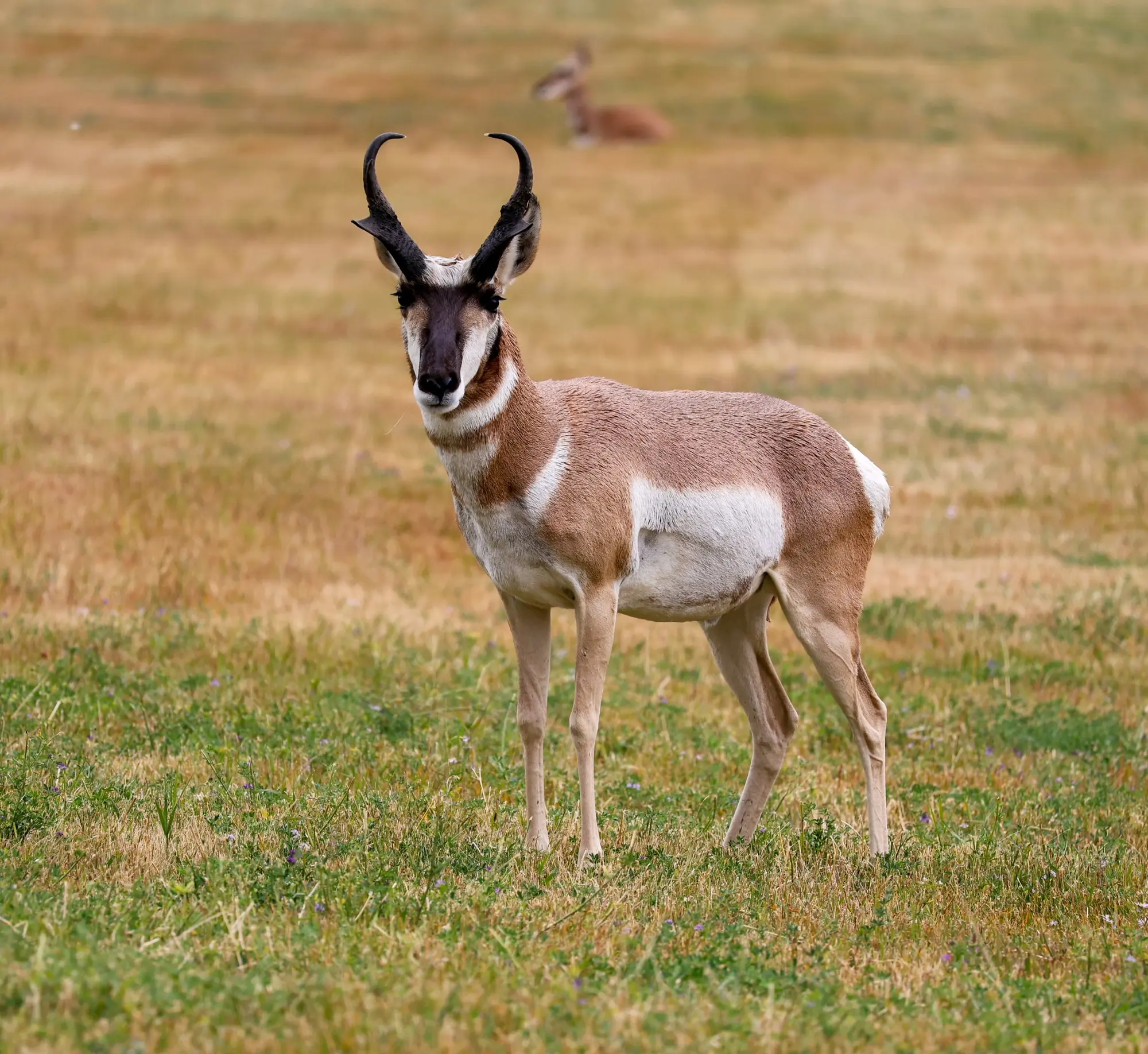 <p>Common Name: Pronghorn</p><p>*Must know skull</p>