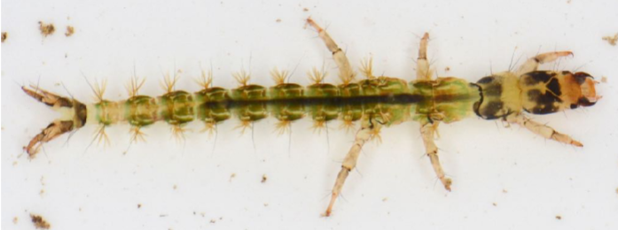 <p>Only first thoracic segment covered with a sclerotised plate; tufted, filamentous gills along side of abdomen; much of body greenish or yellowish.</p>