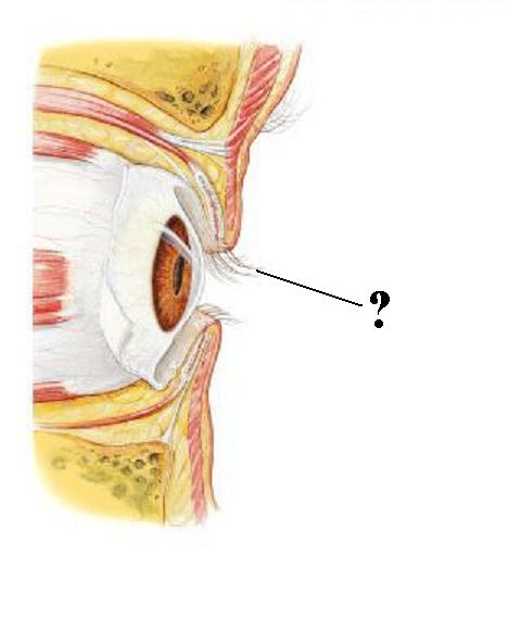 <p>Identify the indicated structures</p>