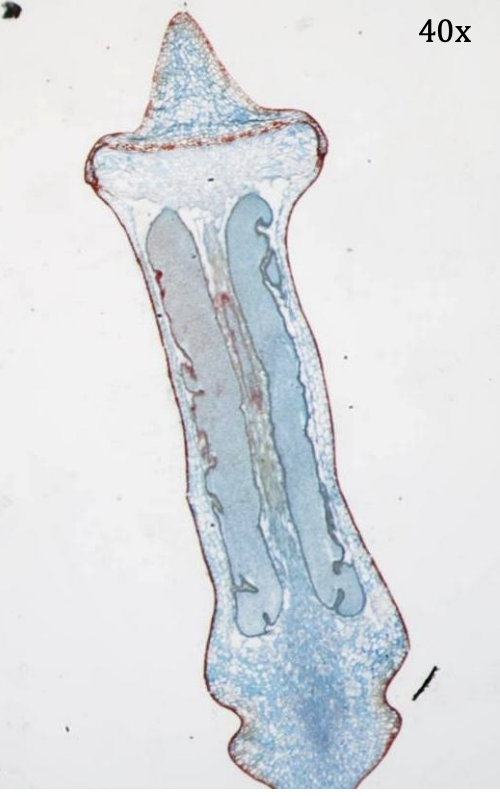 <p>Kingdom:</p><p>Phylum:</p><p>Name of Structure: </p><p>Ploidy:</p>