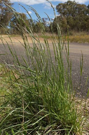 <p>Kraftigt, storväxt. Gräsmark, kusttrakter. Strå slätt. Vippa yvig, nedre kortare vippgren med 4-6 småax</p>