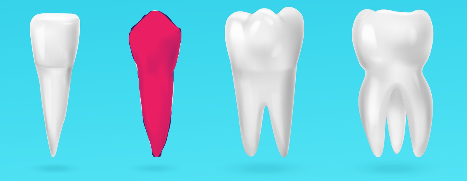 <p>next to incisors, pointed, good for tearing and gripping</p>