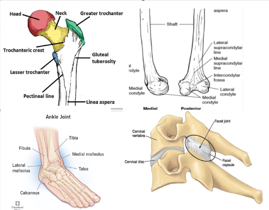 <p>a. greater and lesser trochanters`</p>