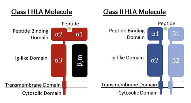 <ul><li><p><span style="background-color: transparent; font-family: "Open Sans", sans-serif;"><strong>HLA class I</strong>: HLA-A, HLA-B, HLA-C</span></p><ul><li><p><span style="background-color: transparent; font-family: "Open Sans", sans-serif;">>28,000 known alleles</span></p><ul><li><p>they differentiate in their alpha chains but constant beta domain </p></li></ul></li></ul></li><li><p><span style="background-color: transparent; font-family: "Open Sans", sans-serif;"><strong>HLA class II</strong>: HLA-DR, HLA-DQ, HLA-DP</span></p><ul><li><p><span style="background-color: transparent; font-family: "Open Sans", sans-serif;">>12,000 known alleles</span></p></li><li><p><span style="background-color: transparent; font-family: "Open Sans", sans-serif;">Separate genes for alpha (A) and beta (B) chains</span></p></li></ul></li><li><p><span style="background-color: transparent; font-family: "Open Sans", sans-serif;"><strong>Non-classical HLAs</strong>: HLA-E, HLA-F, HLA-G</span></p><ul><li><p><span style="background-color: transparent; font-family: "Open Sans", sans-serif;">>500 known alleles</span></p></li></ul></li></ul><p></p>
