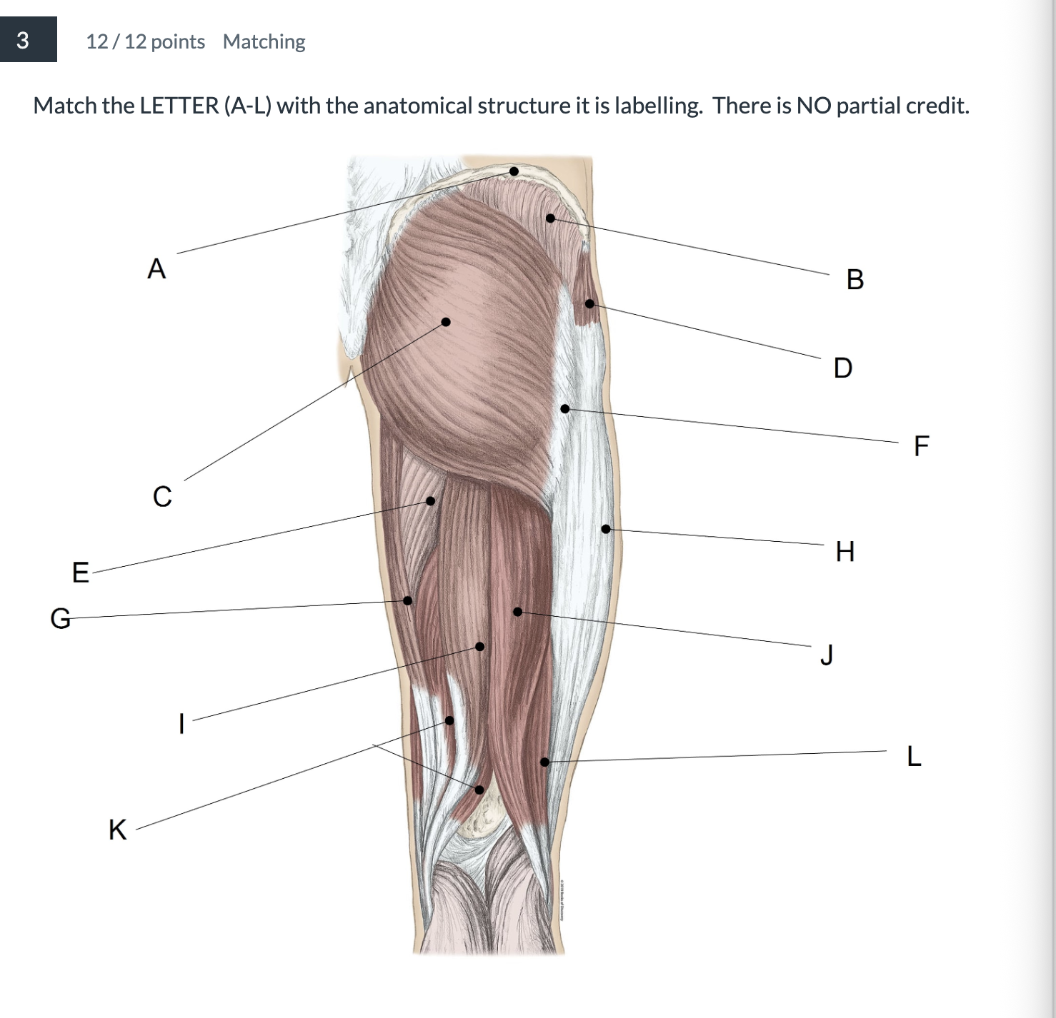 <p>Match the LETTER (A-L) with the anatomical structure it is labelling. </p>