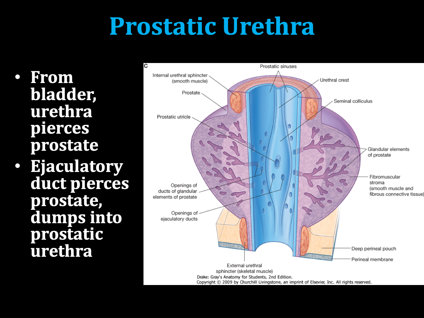 <ol><li><p>bladder</p></li><li><p>urethra</p></li><li><p>prostate+ejaculatory ducts</p></li><li><p>prostatic urethra</p></li></ol><p></p>