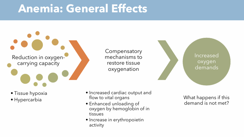 <ul><li><p><strong>Reduction in oxygen carrying capacity</strong></p><ul><li><p>Tissue hypoxia (tissues don’t get enough oxygen)</p></li><li><p>Hypercarbia (elevated CO2 levels)</p></li></ul></li><li><p><strong>Compensatory mechanisms to restore tissue oxygenation</strong></p><ul><li><p>Increased cardiac output and flow to vital organs</p></li><li><p>Enhanced unloading of oxygen by hemoglobin in tissues</p></li><li><p>Increase in erythropoietin activity</p></li></ul></li><li><p><strong>Increased Oxygen demands</strong></p></li></ul><p></p>