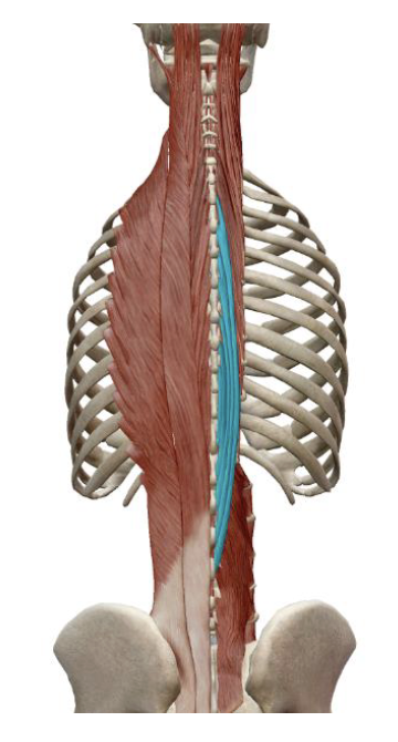 <p>which muscle, origin, insertion, innervation, and action is this</p>