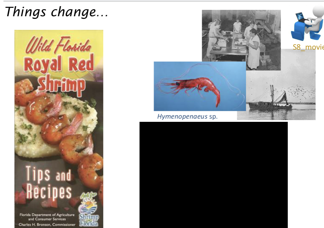 <p>Small nets → Big trawl nets</p><p>Small → Bigger boats</p><p>=> result in system collapse of shrimps due to overfishing</p>