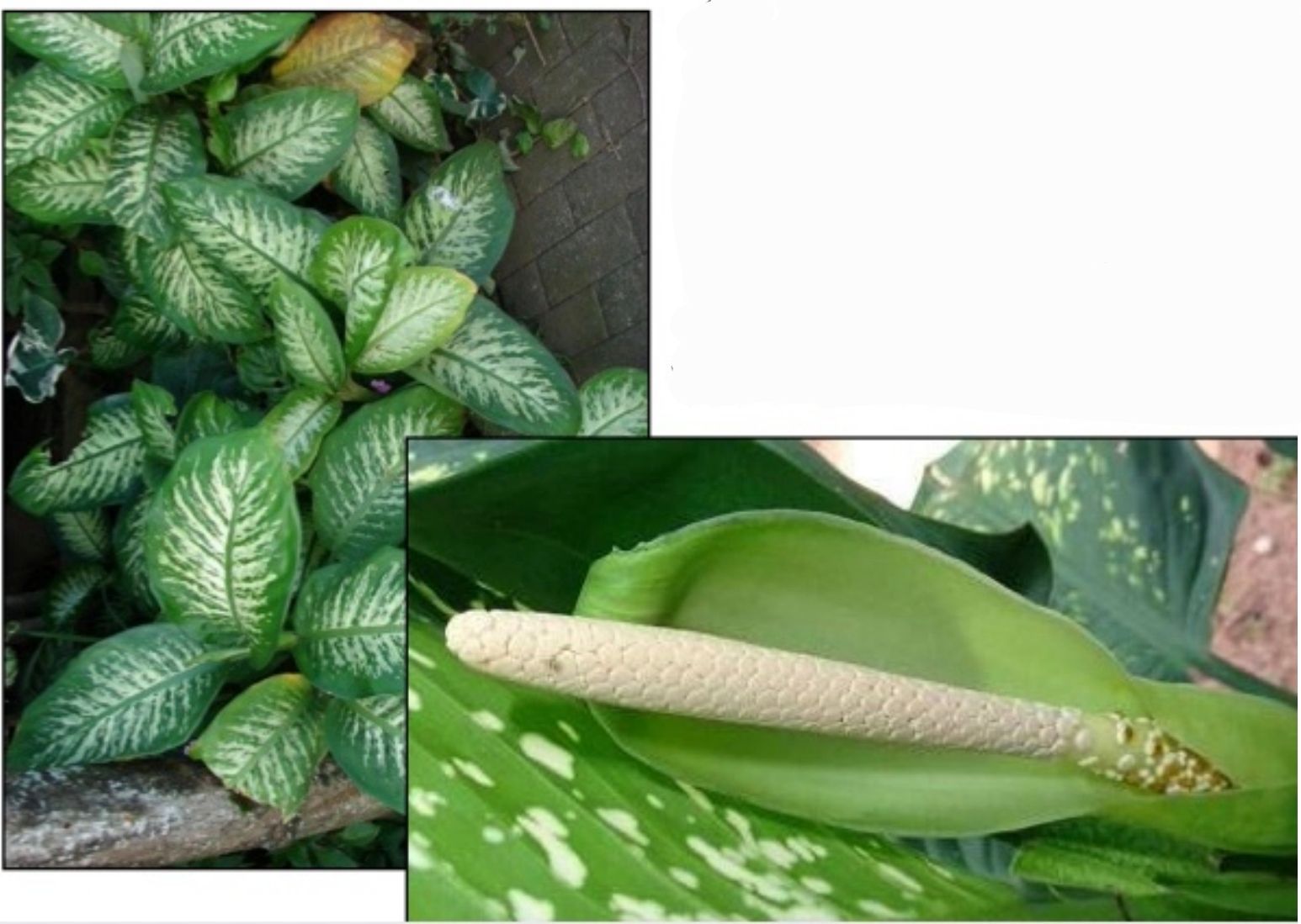term image