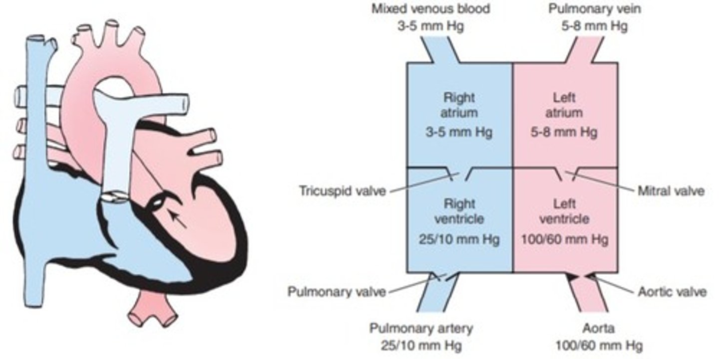 <p>a. truncus arteriosus</p><p>b. aortic stenosis</p><p>c. transposition of the great vessels</p><p>d. ventricular septal defect</p>