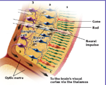 <p>What happens in the retina </p>