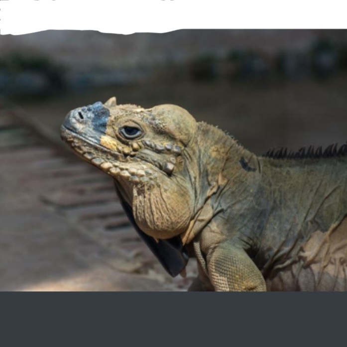 <p>name this animal</p>