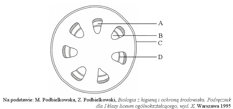 <p>Nazwy elementu pokroju poprzecznego jednego z organów rośliny okrytonasiennej i jego funkcji</p>