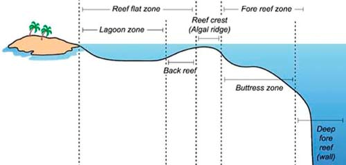 <p><span>Anatomy of a reef – Reef crest</span></p>