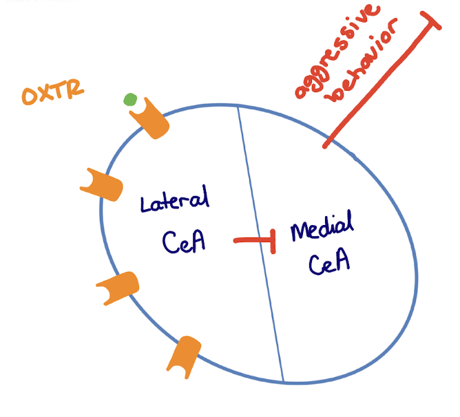 <p>oxytocin; lateral; medial</p>