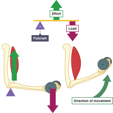 <ul><li><p>3rd class levers: Amplify speed with force in the middle</p></li><li><p>Force is always directly below the axis </p></li></ul><p></p>